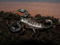 Euscorpius