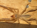 Solifugae Galeodidae mračnice