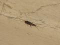 Lepisma sp.