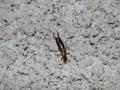 Forficula auricularia, obična uholaža