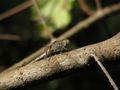 Genus species