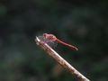 Genus species