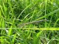 Platycnemis pennipes, bjelonoga potočnica