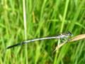 Platycnemis pennipes, bjelonoga potočnica