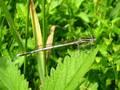 Platycnemis pennipes, bjelonoga potočnica