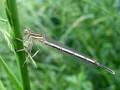 Platycnemis pennipes, bjelonoga potočnica