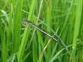 Platycnemis pennipes, bjelonoga potočnica