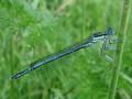 Platycnemis pennipes, bjelonoga potočnica