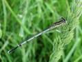 Platycnemis pennipes, bjelonoga potočnica