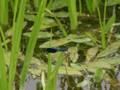 Calopteryx splendens, modra konjska smrt
