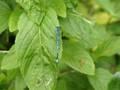Coenagrion puella