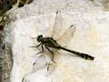 Gomphus vulgatissimus, crni regoč