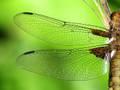 Krila Anisoptera