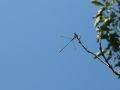 Lestes sp.