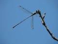 Lestes sp.