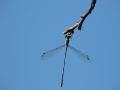 Lestes sp.