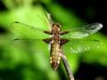 Libelulla depressa
