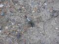 Ortethrum sp.