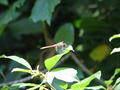Sympetrum sp.