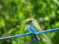 Sympetrum sp.