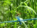 Sympetrum sp.