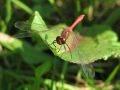 Sympetrum sp.