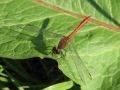 Sympetrum sp.