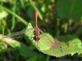 Sympetrum sp.