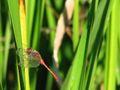 Sympetrum sp.