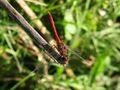 Sympetrum sp.