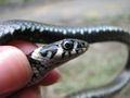Natrix natrix, bjelouška