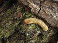 Blaberus discoidalis