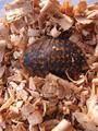 Blaberus discoidalis