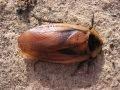 Blaberus discoidalis