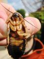 Blaptica dubia