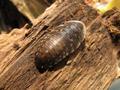 Blaptica dubia