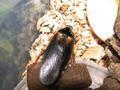 Blaptica dubia