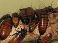 Gromphadorhina portentosa, madagaskarski žohar