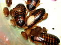 Blaptica dubia