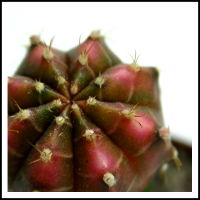 001.gymnocalycium