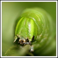 001.macro Milojko