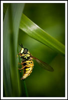 Diptera, dvokrilac