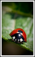 Coccinella septempunctata, božja ovčica, sedamtočkasta bubamara