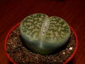 Lithops sp.