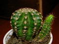 Echinopsis sp.