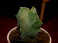Astrophytum sp.