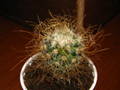 Mammilaria sp.