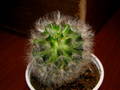 Mammilaria bocasana