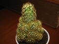 Mammilaria elongata