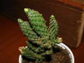 Opuntia sp.
